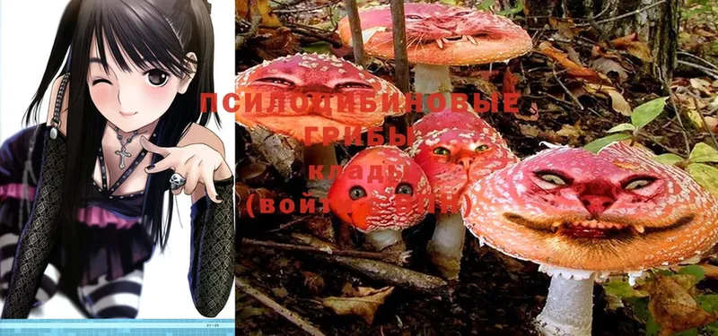 сколько стоит  Асино  Псилоцибиновые грибы Psilocybe 